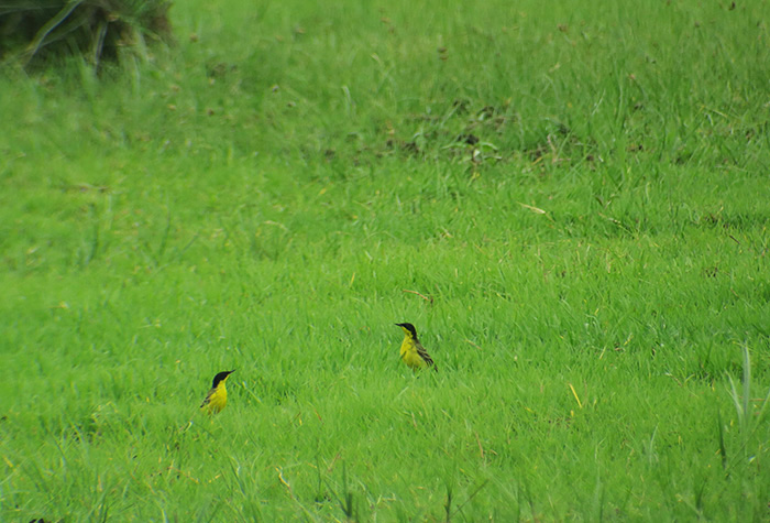 21_maskenschafstelze_western-yellow-wagtail-feldegg_gyzylagach_aserbaidschan_2018-06-02_7245