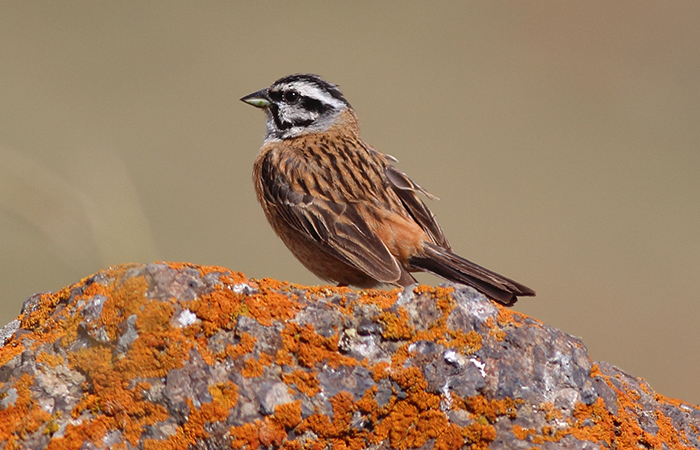 21_zippammer_rock-bunting_talysch_2018_06_03_19-markus-daehne