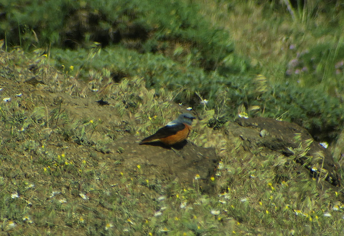 22_Steinroetel_Rufous-tailed_Rock-Trrush_Talysch-Gebirge_Aserbaidschan_2018-06-03_7893