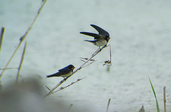 22_rauchschwalbe_barn-swallow_gyzylagach_aserbaidschan_2018-06-02_7308