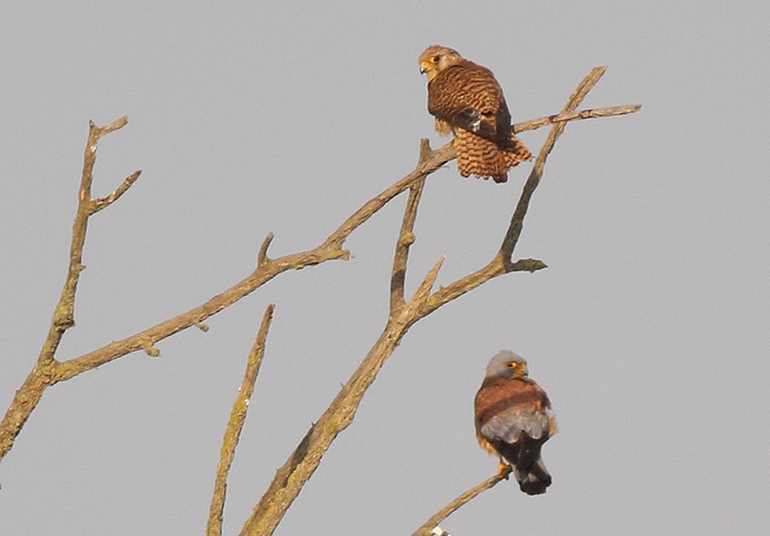 23_roetelfalke_lesser-kestrel_shirvan-np_2018_06_01_markus-daehne