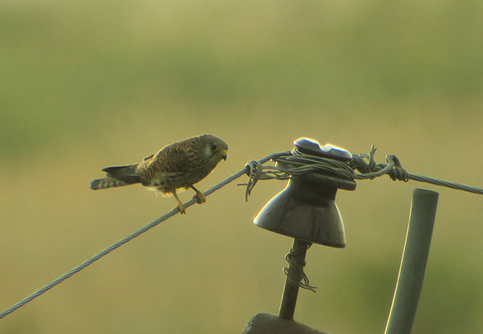 24_roetelfalke_lesser-kestrel_shirvan_national-park_aserbaidschan_2018-06-01_7038