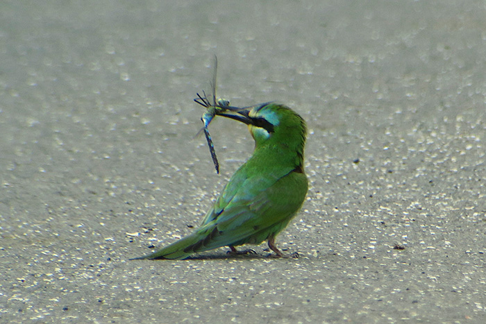 25_blauwangenspint_blue-cheeked-bee-eater_gyzylagach_aserbaidschan_2018-06-02_7383