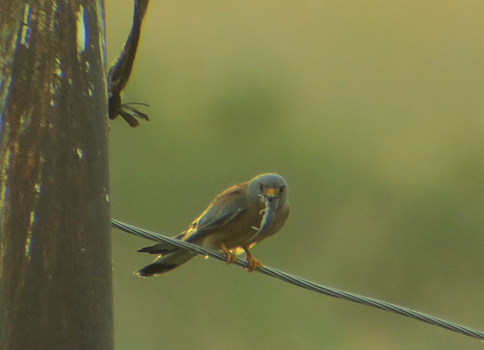 25_roetelfalke_lesser-kestrel_shirvan_national-park_aserbaidschan_2018-06-01_7040