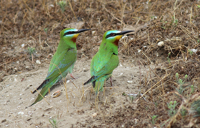 26_blauwangenspint_blue-cheeked_bee-eater_gyzylagach_2018_06_02_109-markus-daehne