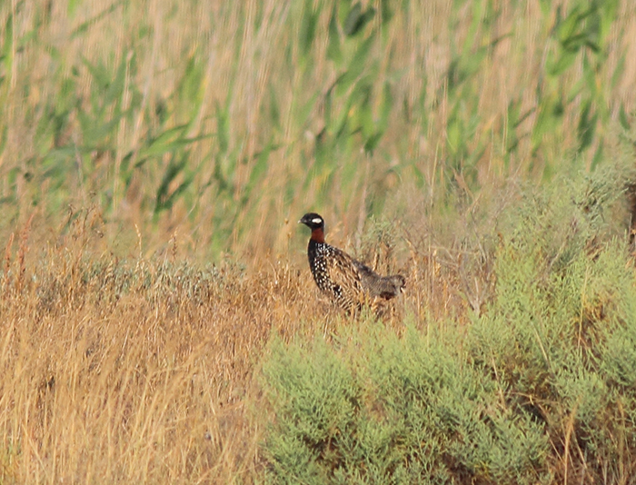 27_halsbandfrankolin_black-francolin_shirvan_np_2018_06_01_markus-daehne