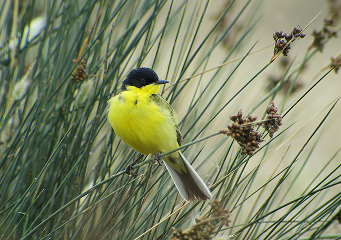 29_maskenschafstelze_western-yellow-wagtail-feldegg_gyzylagach_aserbaidschan_2018-06-02_7447