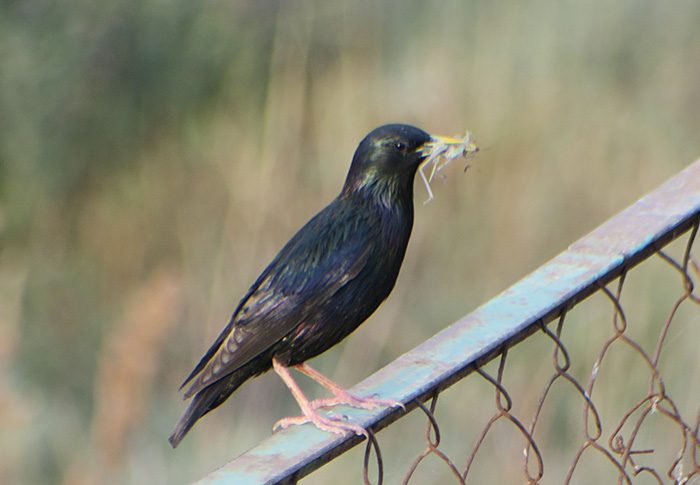 29_star_starling_shirvan_national-park_aserbaidschan_2018-06-01_7024