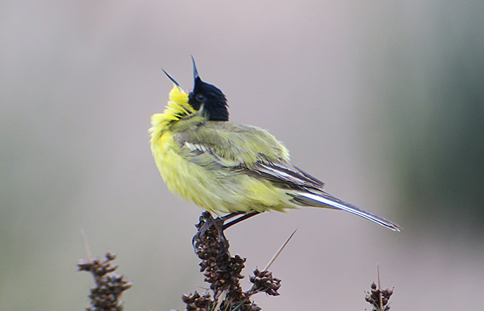 30_maskenschafstelze_western-yellow-wagtail-feldegg_gyzylagach_aserbaidschan_2018-06-02_7538