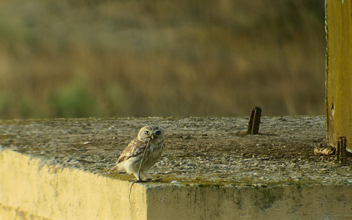 30_steinkauz_little-owl_shirvan_national-park_aserbaidschan_2018-06-01_6980