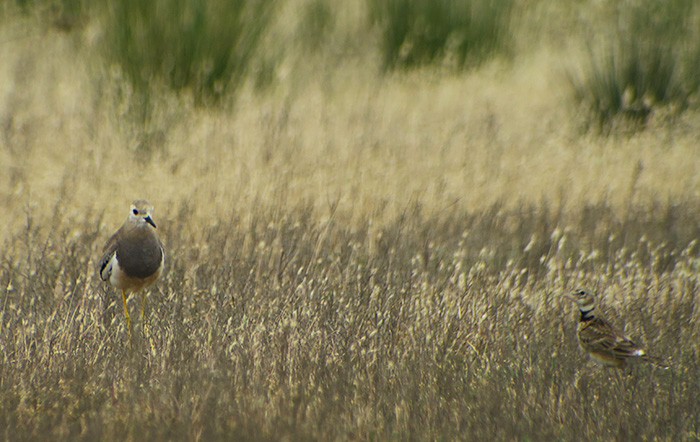 30b_weissschwanzkiebitz_white-tailed-lapwing_kalanderlerche_calandra-lark_gyzylagach_aserbaidschan_2018-06-02_7473