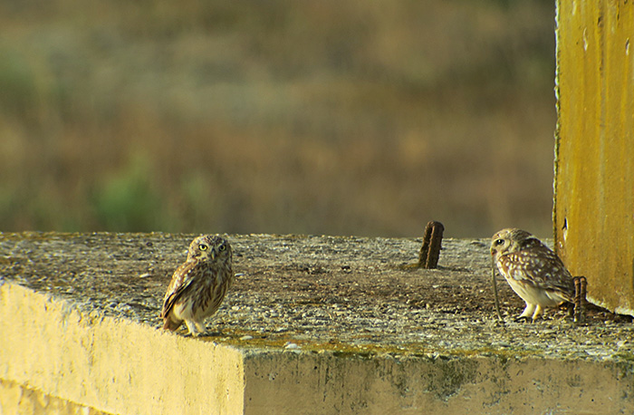 31_steinkauz_little-owl_shirvan_national-park_aserbaidschan_2018-06-01_6986