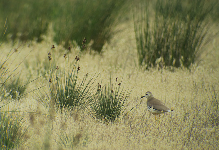 31_weissschwanzkiebitz_white-tailed-lapwing_gyzylagach_aserbaidschan_2018-06-02_7451