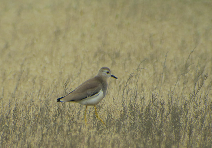 32_weissschwanzkiebitz_white-tailed-lapwing_gyzylagach_aserbaidschan_2018-06-02_7456