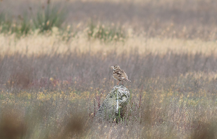 34_kalanderlerche_calandra-lark_gyzylagach_2018_06_02_121-markus-daehne