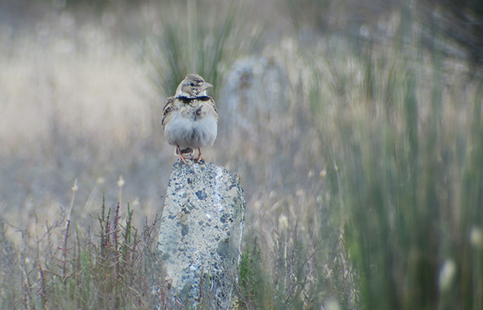 35_kalanderlerche_calandra-lark_gyzylagach_2018-06-02_7506