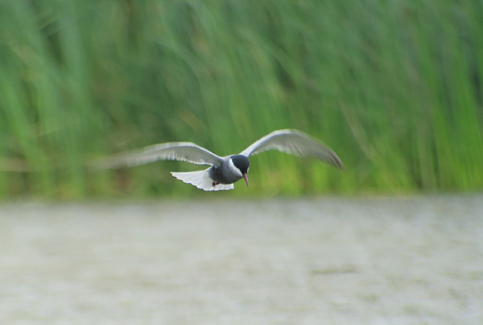 36_weissbart-seeschwalbe_whiskered-tern_gyzylagach_aserbaidschan_2018-06-02_7512