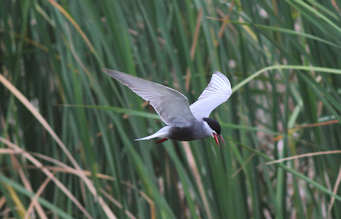 37_weissbart-seeschwalbe_whiskered-tern_gyzalagach_2018_06_02_147-markus-daehne