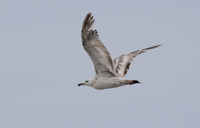 39_steppenmoewe_caspian-gull_gyzylagach-2018_06_02_150-markus-daehne