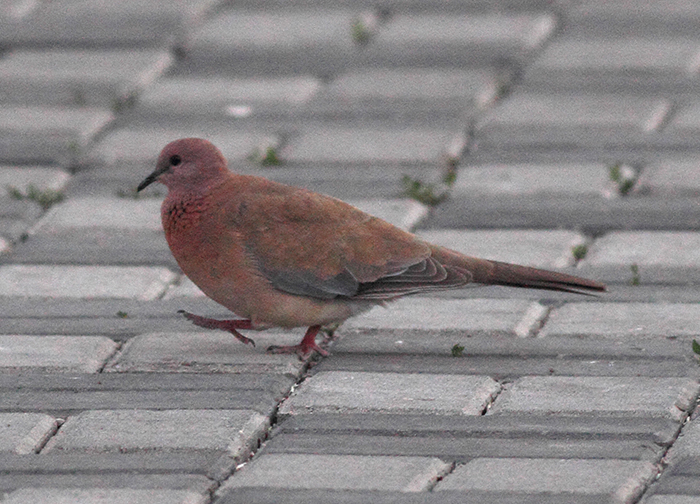 01_palmtaube_laughing-dove_nachtschiwan_2018_06_08_1-markus-daehne