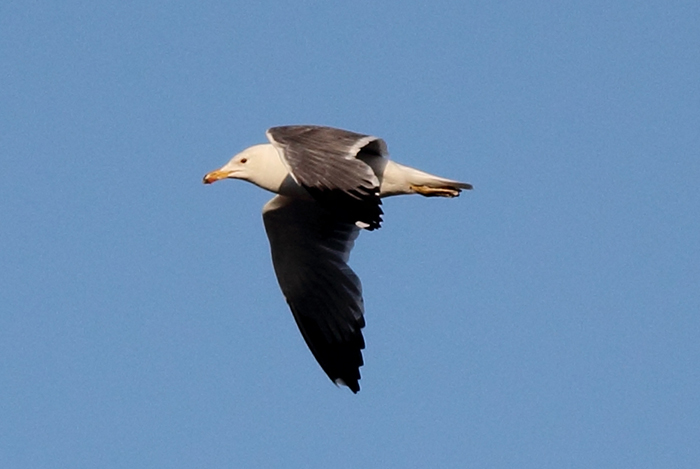 05_armenienmoewe_armenian-gull_nachtschiwan_2018_06_07_2-markus-daehne