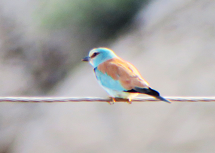 05_blauracke_european_roller_nachtschiwan_aserbaidschan_2018-06-08_9715