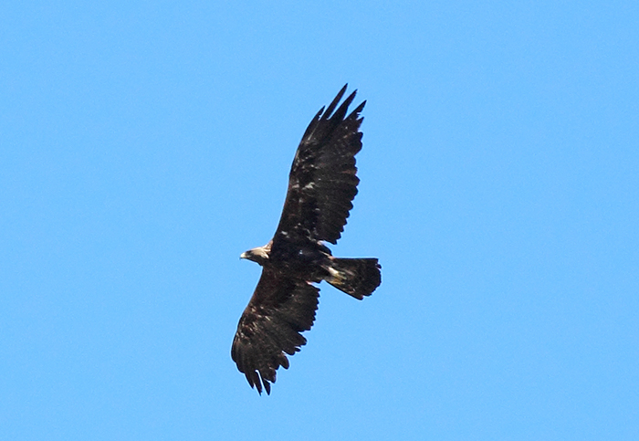 06_steinadler_golden-eagle_nachtschiwan_2018_06_06_1-markus-daehne