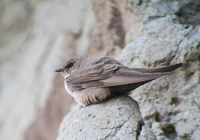 07_felsenschwalbe_eurasian-crag-martin_ilandag_nachtschiwan_2018-06-07_9064