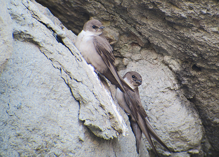 08-felsenschwalbe_eurasian_crag-martin_ilandag_nachtschiwan_2018-06-07_9103