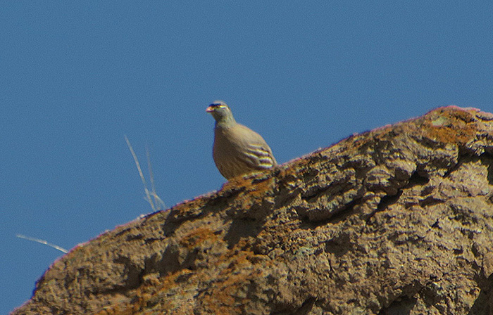 10_persisches_wuestenhuhn_see-see-partridge_nachtschiwan_aserbaidschan_2018-06-08_9954