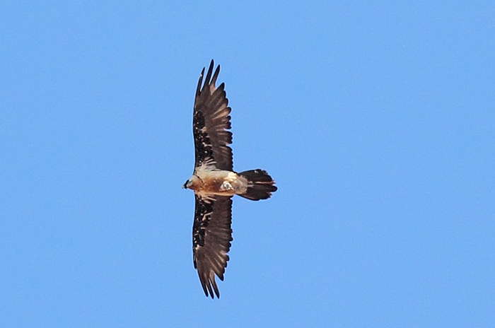 11_bartgeier_beared-vulture_nachtschiwan_2018_06_07_60-markus-daehne