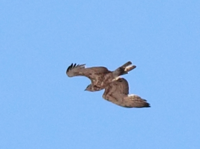 12_schlangenadler_short-toed-snake_nachtschiwan_2018_06_08_25-markus-daehne