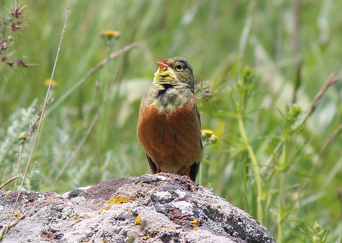 13_ortolan_ortolan-bunting_nachtschiwan_2018_06_06_16-markus-daehne