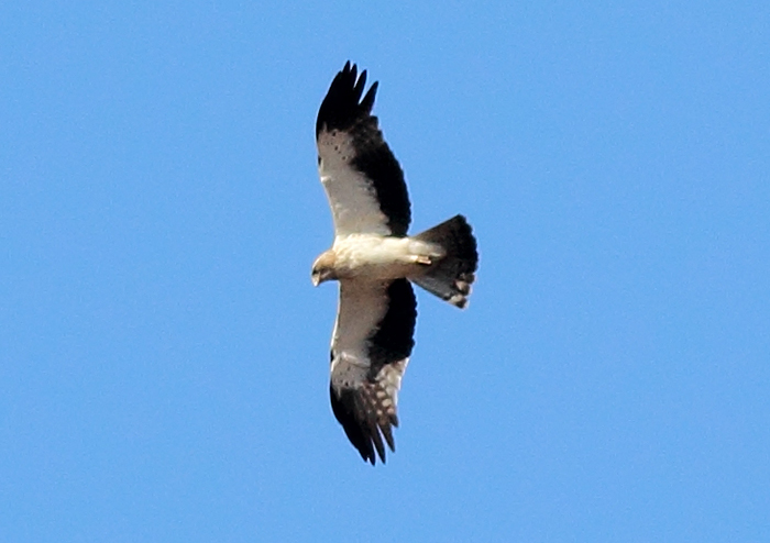 13_zwergadler_booted-eagle_nachtschiwan_2018_06_08_30-markus-daehne