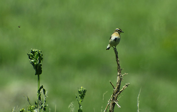 14_braunkehlchen_whinchat_batabat_nachtschiwan_2018-06-06_8732