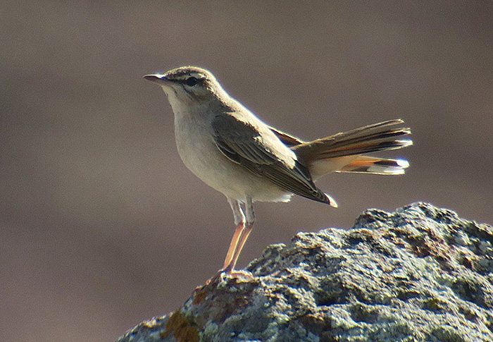 15_heckensaenger_rufous-tailed-scrub-robin_nachtschiwan_aserbaidschan_2018-06-08_9838