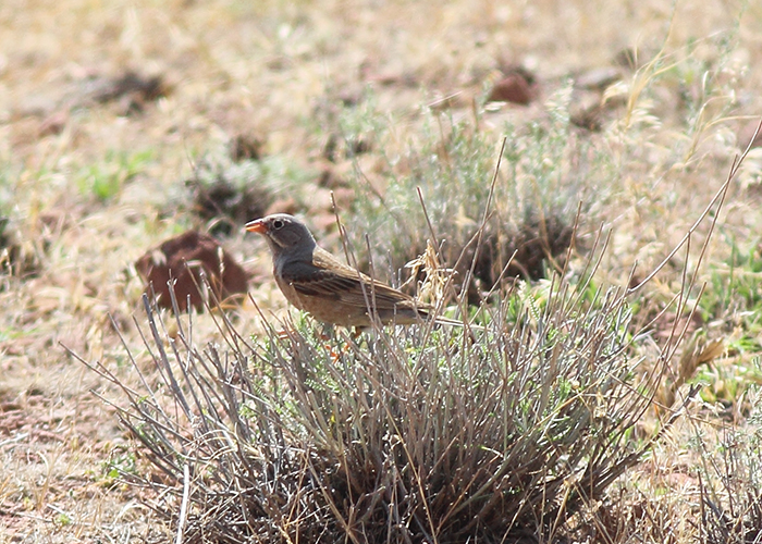 15_steinortolan_grey-necked-ortolan_2018_06_07_75-markus-daehne