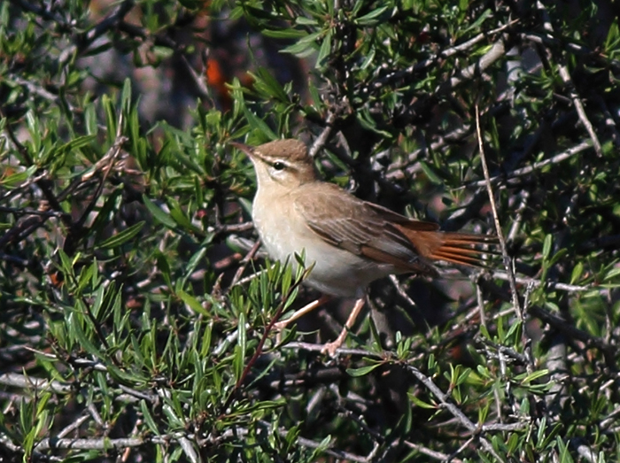 16_heckensaenger_rufous-tailed-scrub-robin_nachtschiwan_2018_06_08_38-markus-daehne