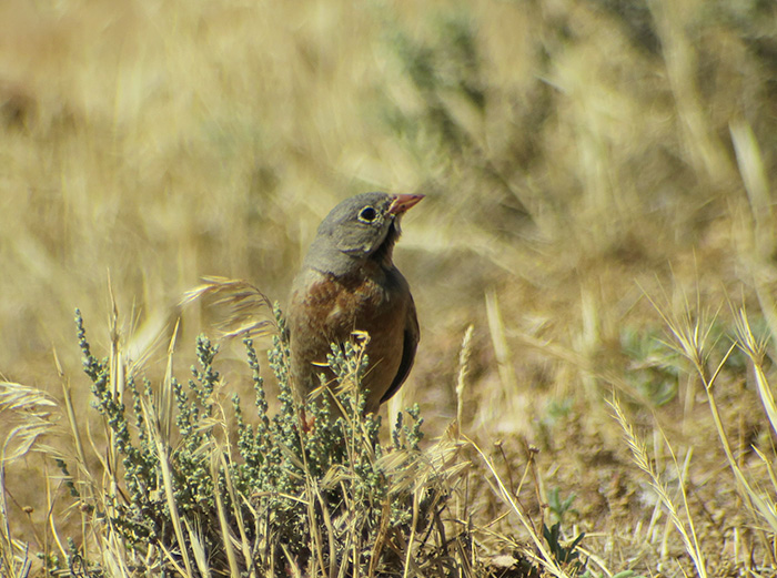 16_steinortolan_grey-necked-bunting_ilandag_nachtschiwan_2018-06-07_9288