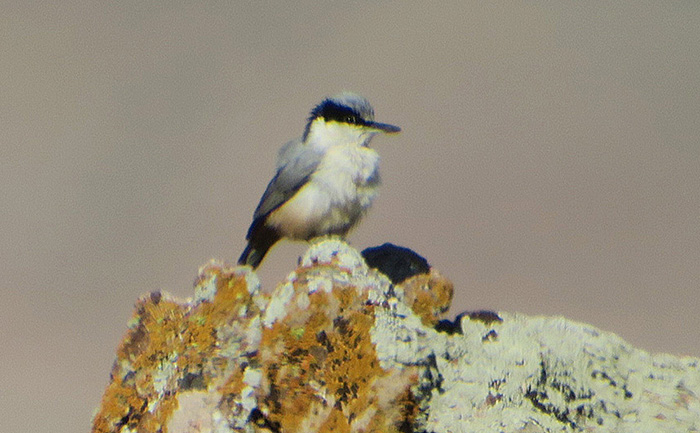 17_klippenkleiber_eastern-rock-nuthatch_nachtschiwan_aserbaidschan_2018-06-08_9837