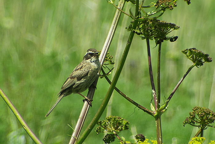 17_steinbraunelle_radde's-accentor_batabat_nachtschiwan_2018-06-06_8818