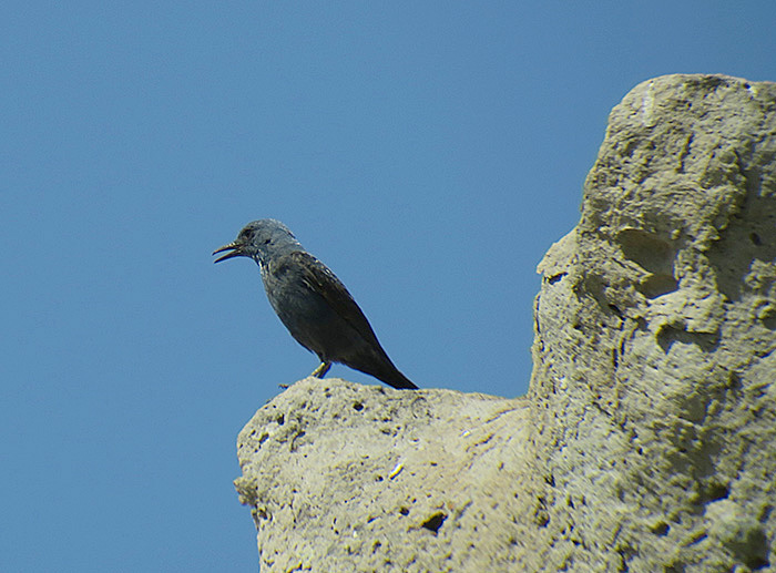 18_blaumerle_blue-rock-thrush_ilandag_nachtschiwan_2018-06-07_9333