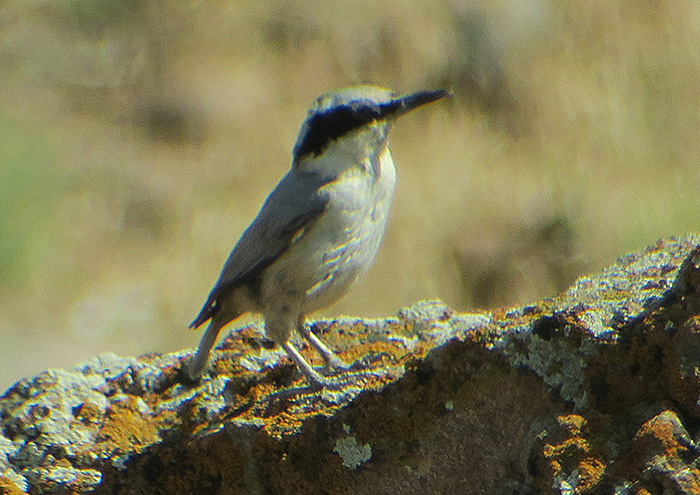 18_klippenkleiber_eastern-rock-nuthatch_nachtschiwan_aserbaidschan_2018-06-08_9948