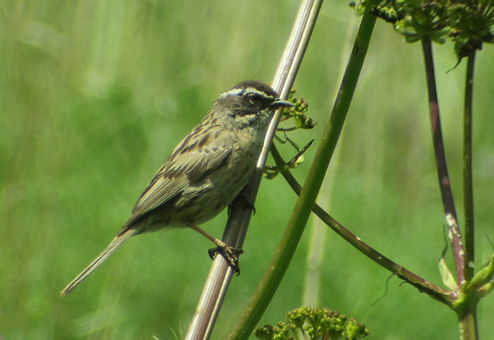 18_steinbraunelle_radde's-accentor_batabat_nachtschiwan_2018-06-06_8819