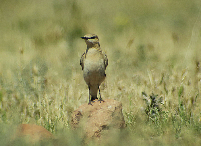 19_isabellsteinschmaetzer_isabelline_wheatear_ilandag_nachtschiwan_2018-06-07_9342