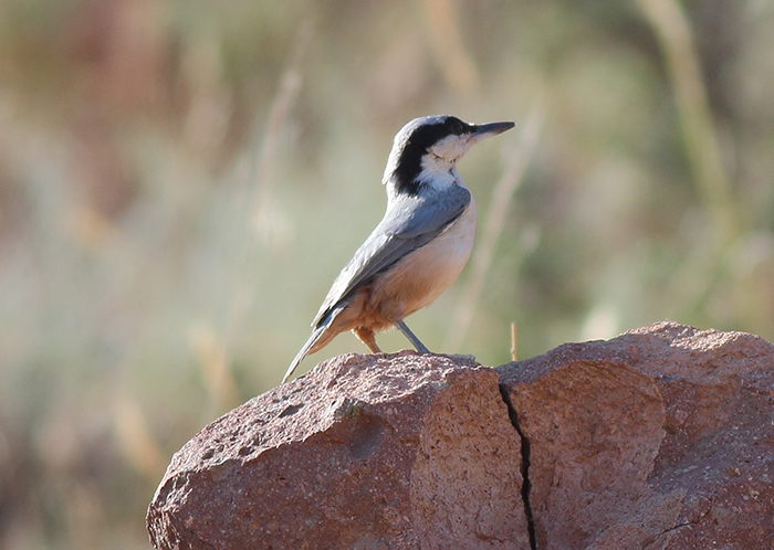 19_klippenkleiber_eastern-rock-nuthatch_nachtschiwan_2018_06_08_56-markus-daehne