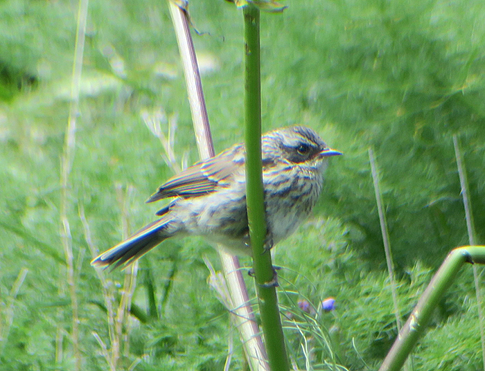 19_steinbraunelle_radde's-accentor_batabat_nachtschiwan_2018-06-06_8816