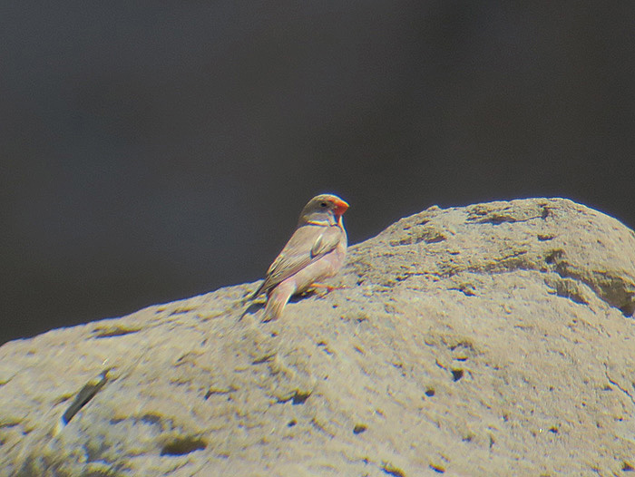 20_wuestengimpel_trumpeter-finch_ilandag_nachtschiwan_2018-06-07_9358