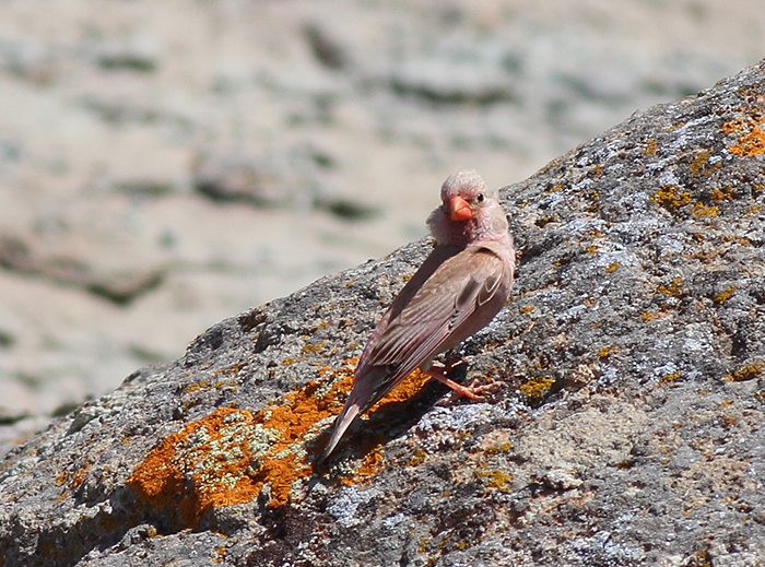 21_wuestengimpel_trumpeter-finch_2018_06_07_113-markus-daehne