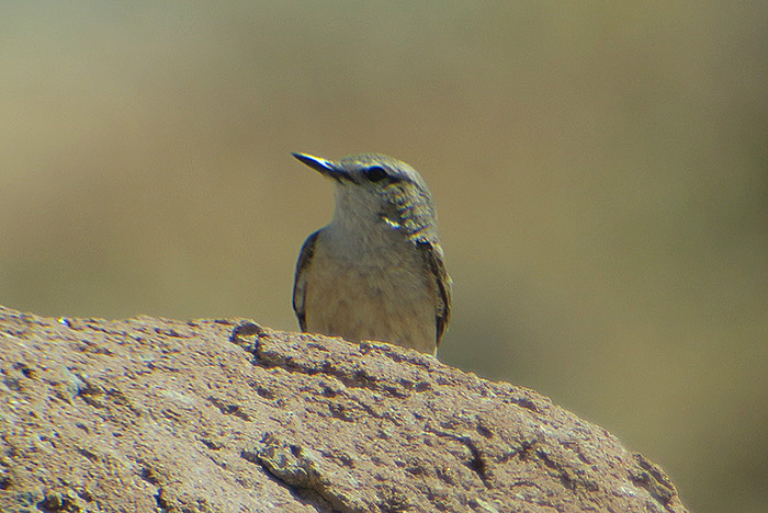 22_kaukasussteinschmaetzer_red-tailed-wheatear_persian_ilandag_nachtschiwan_2018-06-07_9382